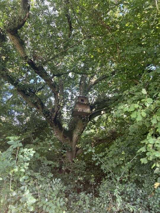65 Owl box Footpath