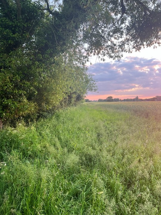 70 Field Margin and Copse