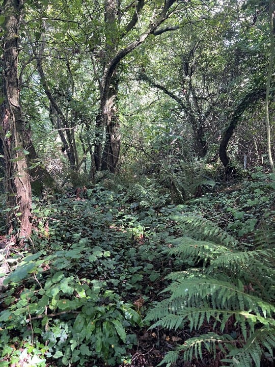 72 Woodland