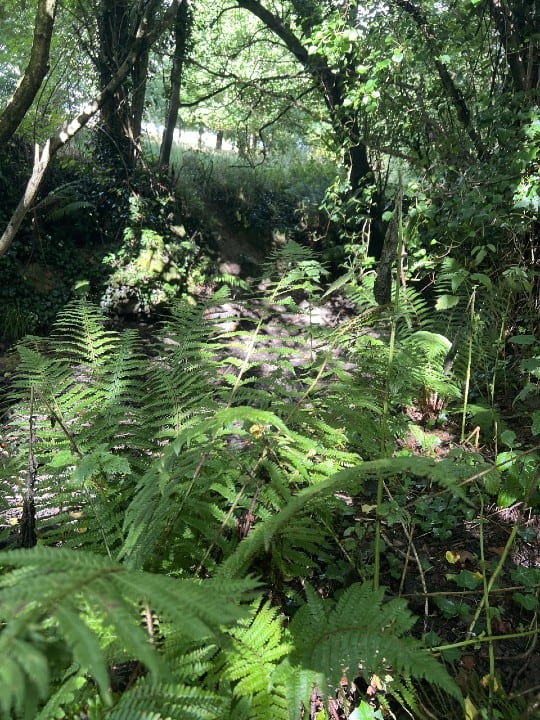 73 Woodland Fern